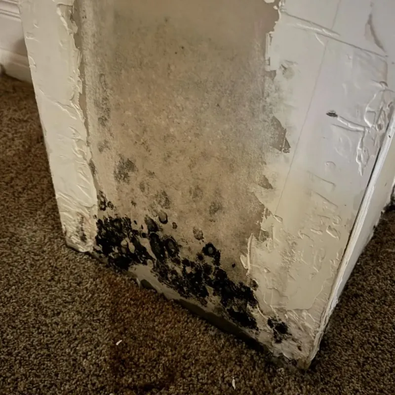 Professional Mold Removal in Auburn, CA